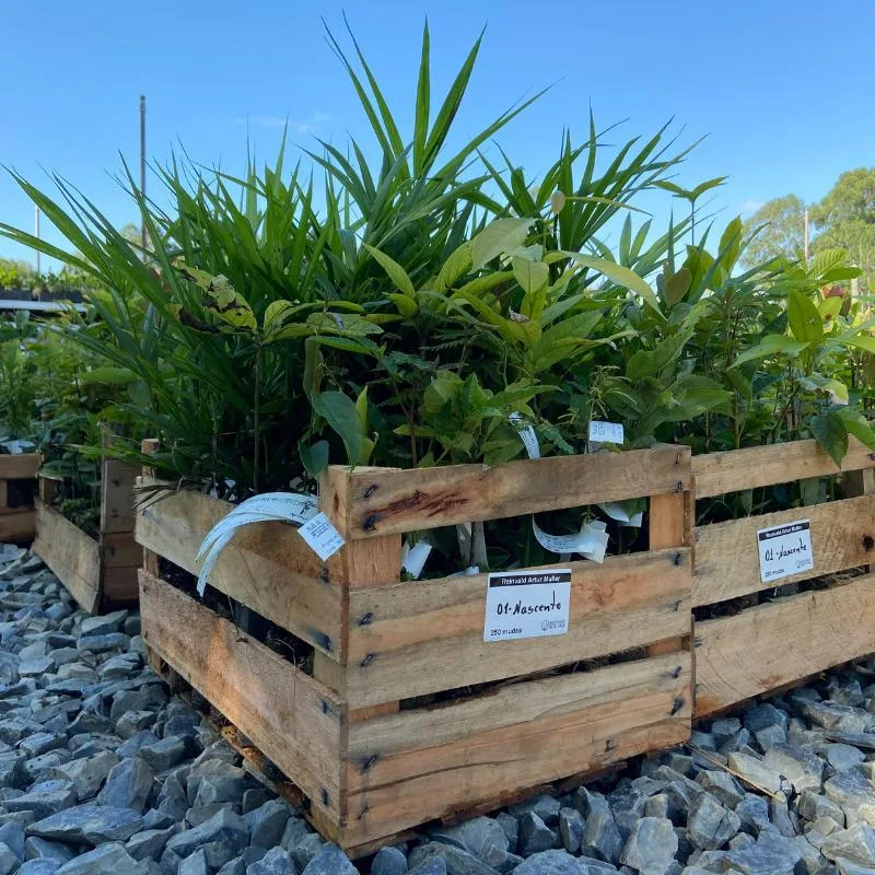 Seedlings Apremavi