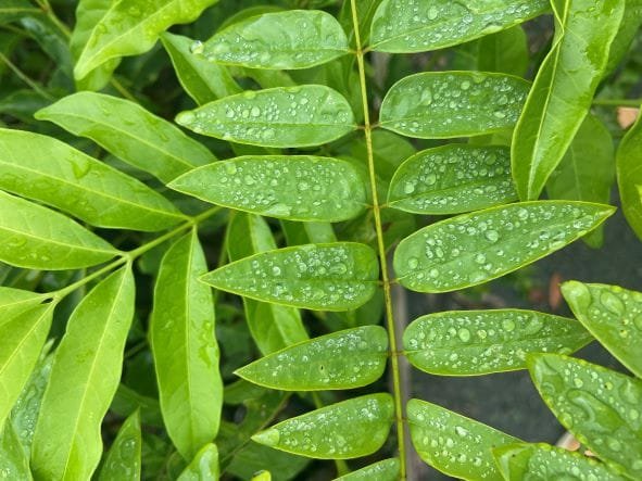 Restaura Alto Vale atua em áreas atingidas por temporal em 2020