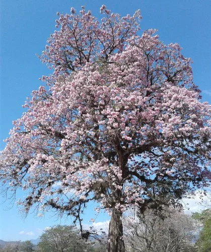 Árvore em floração plena