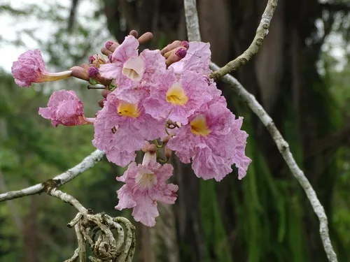 Flor do Ipê-rosa