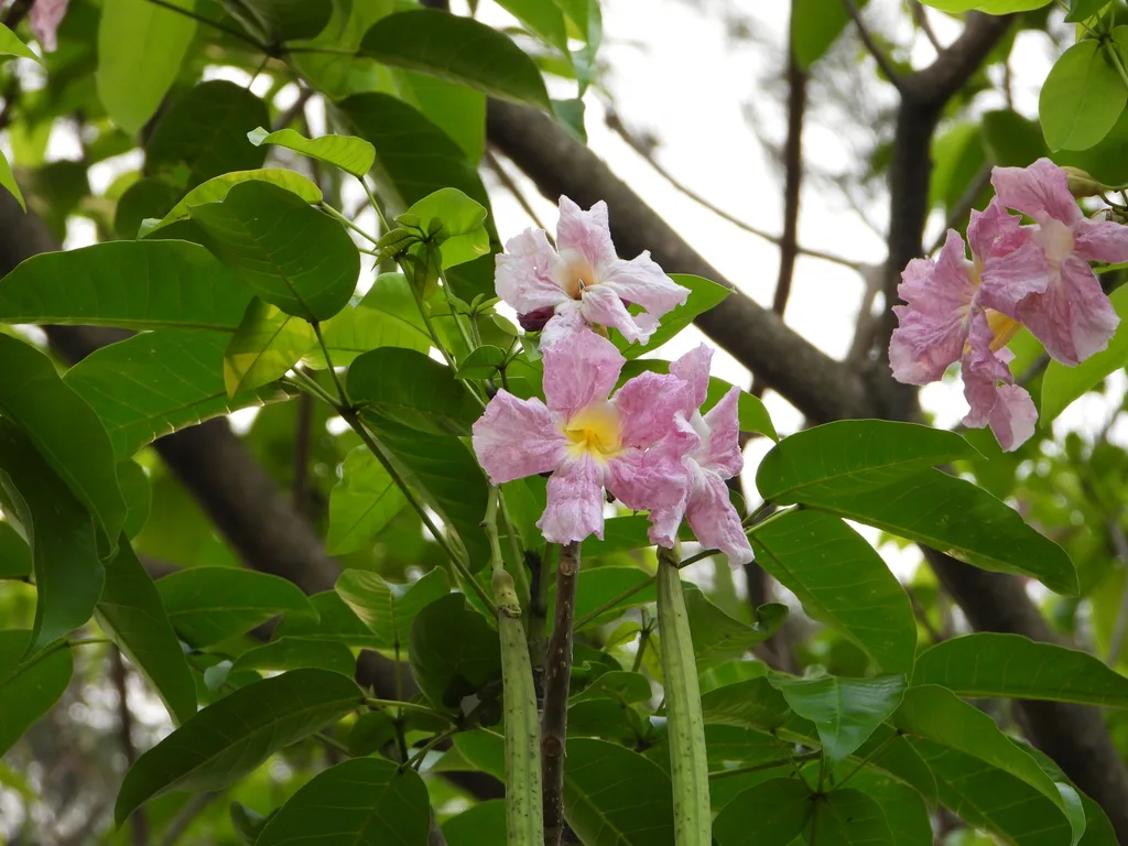Flores e frutos