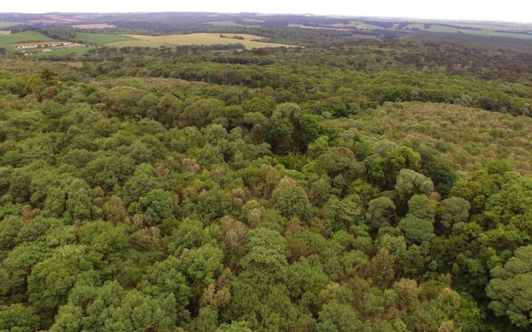 Apremavi publica Termo de Referência para Consultoria de Elaboração de Projeto de Carbono