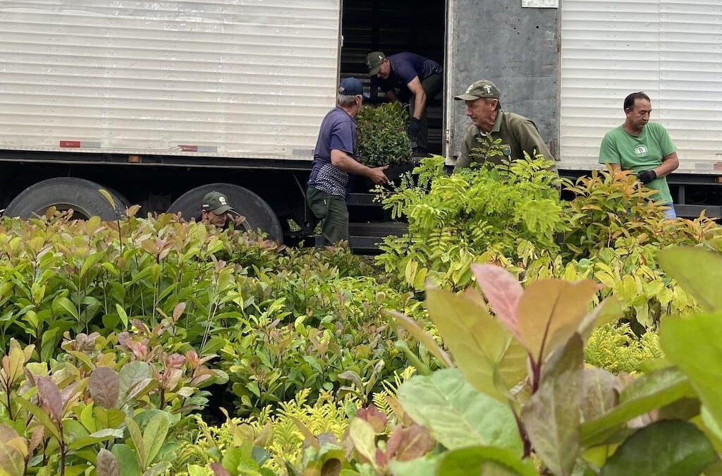 Retorno econômico de espécies nativas é destaque em nova publicação