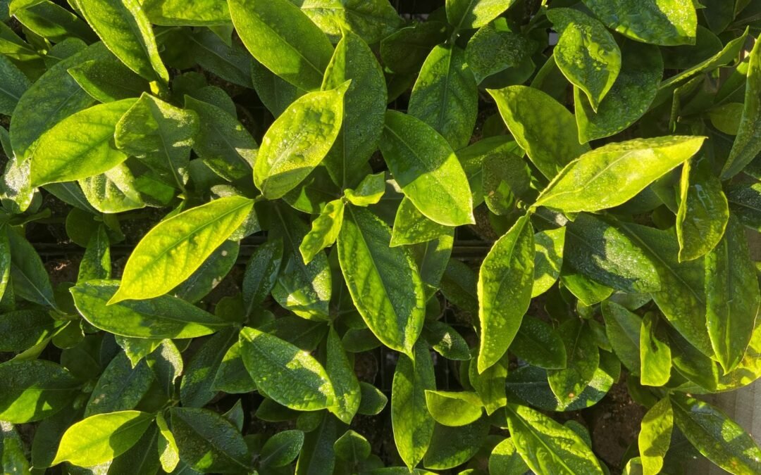 Amigos da Terra lança Edital para Contratação de consultoria