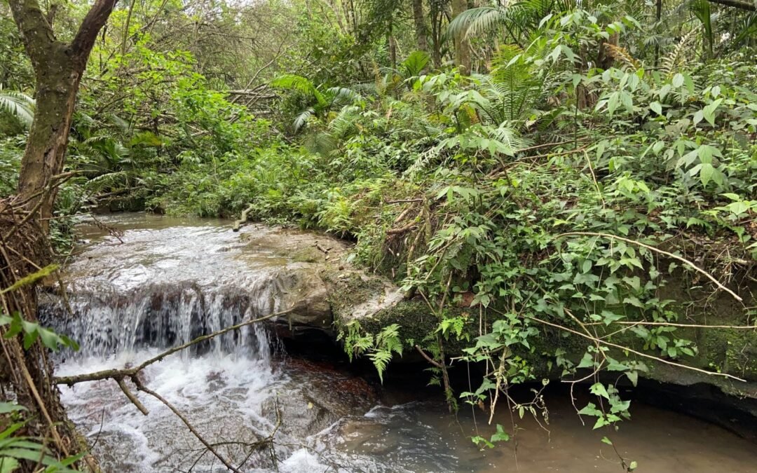 Matas Sociais realiza planejamento para a proteção de nascentes
