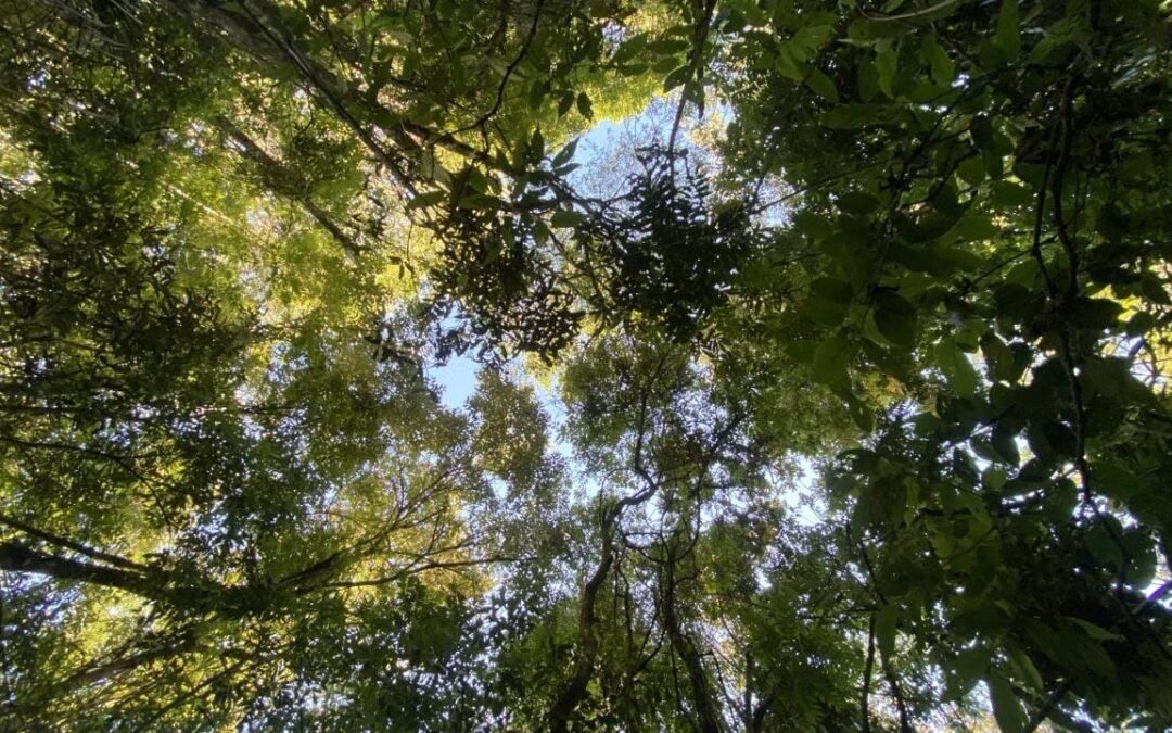 FF PR e SC lança Relatório Anual de Atividades 2021