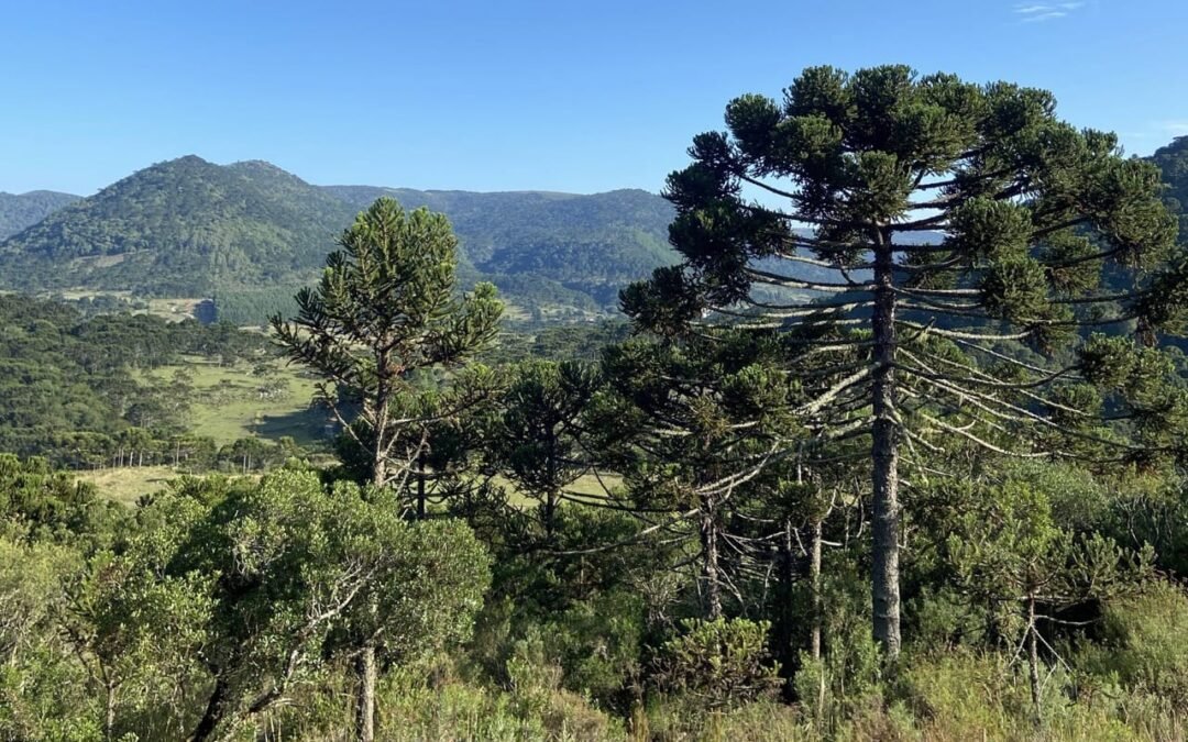 Apremavi divulga novas oportunidades de trabalho