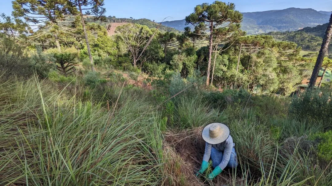 Conservador das Araucárias