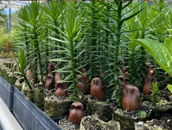 Ellepot de Araucária