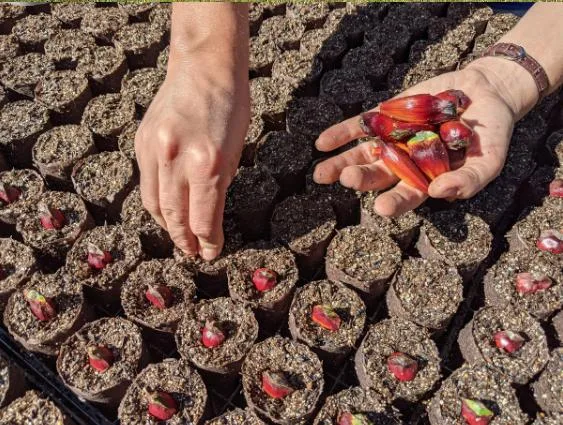 Semeando Araucárias