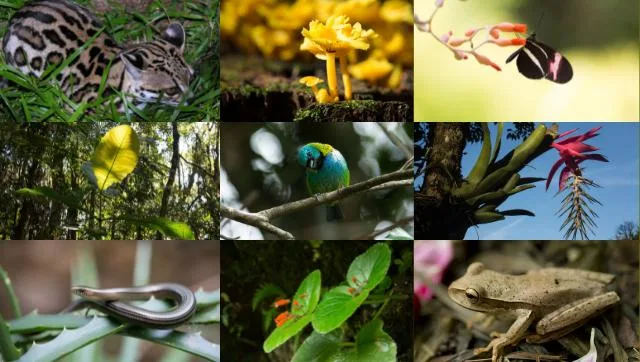 Dados Mata Atlântica