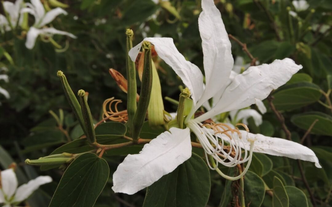 Pata-de-vaca, pioneira da restauração