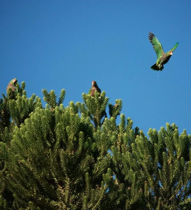 Papagaio-charão (Amazona pretrei) Vulnerável (VU) Papagaio-charão