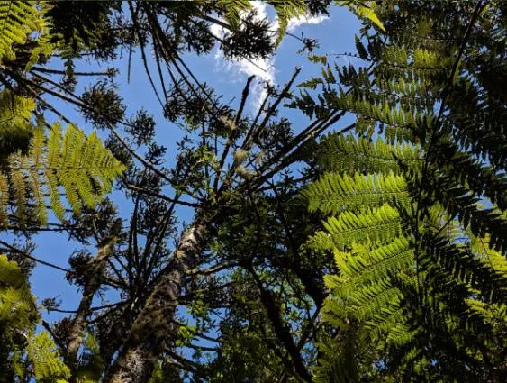 araucaria-xaxim (2) Araucaria e Xaxim