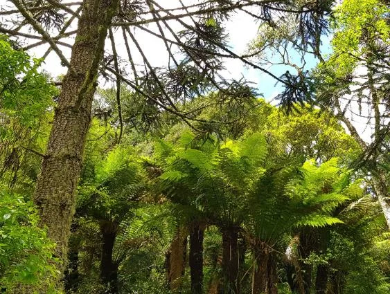 araucaria-xaxim Araucaria e Xaxim