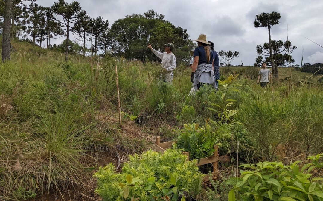 Conservador das Araucárias inicia restauração em Área Piloto