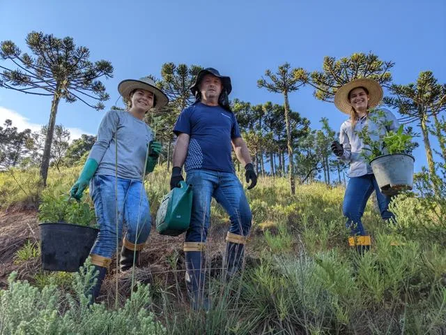 Conservador das Araucárias