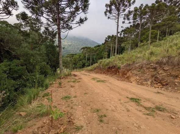 Mudas plantadas