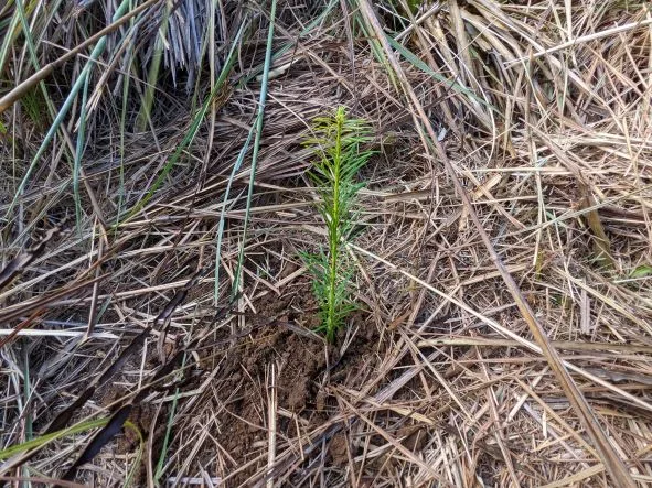 Muda plantada