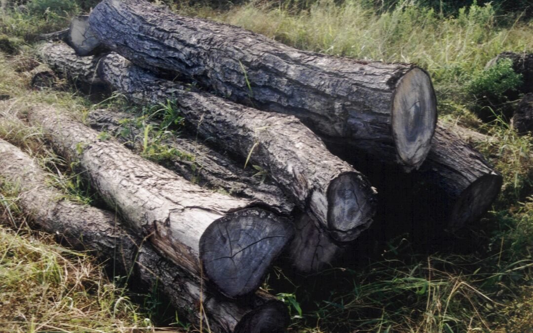 MPSC ajuíza ações para impedir alterações no Código Ambiental de SC