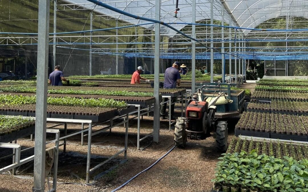 Como protegemos nossas mudas nativas durante o inverno