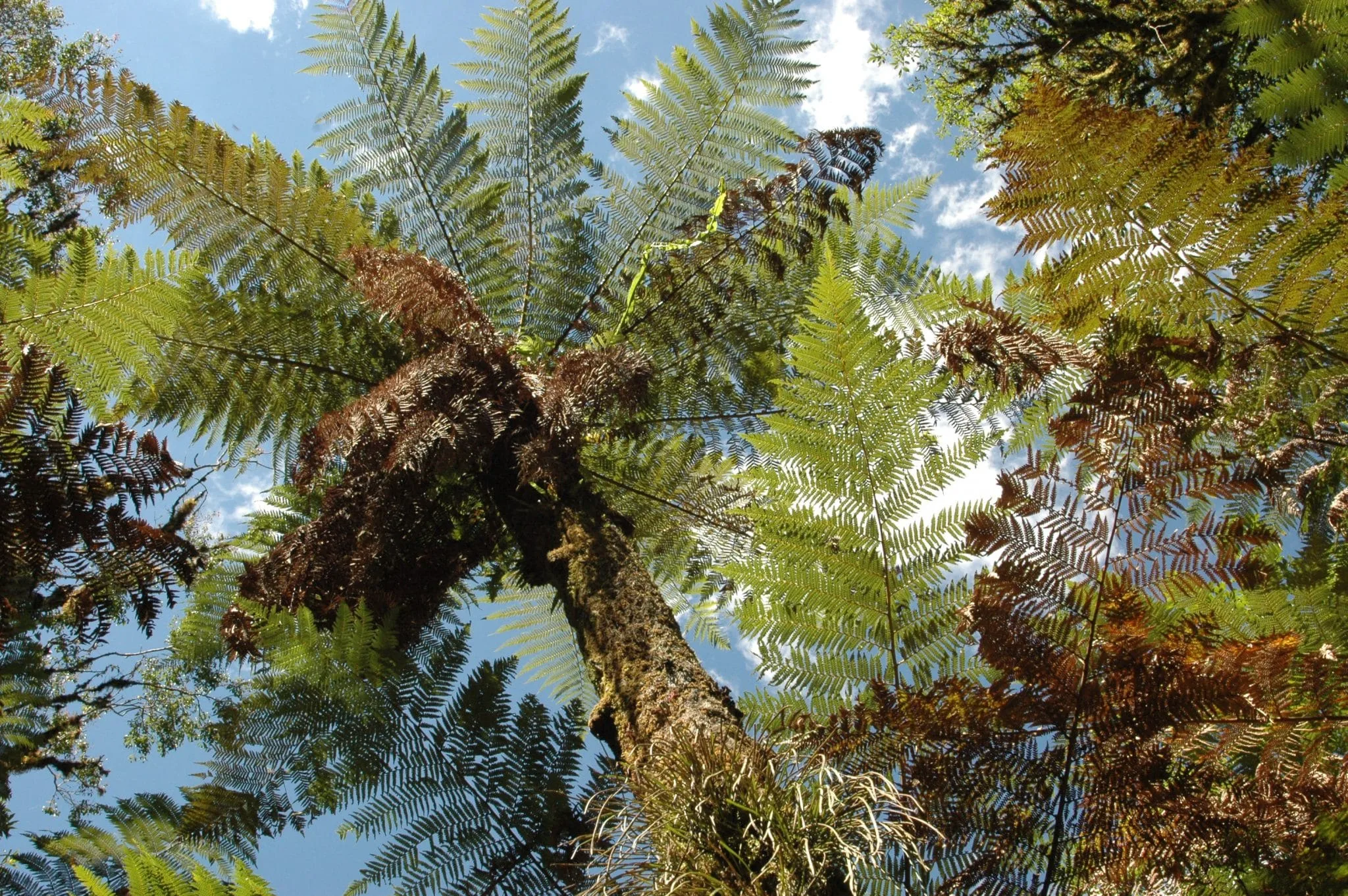 Xaxim-bugio (Dicksonia sellowiana)