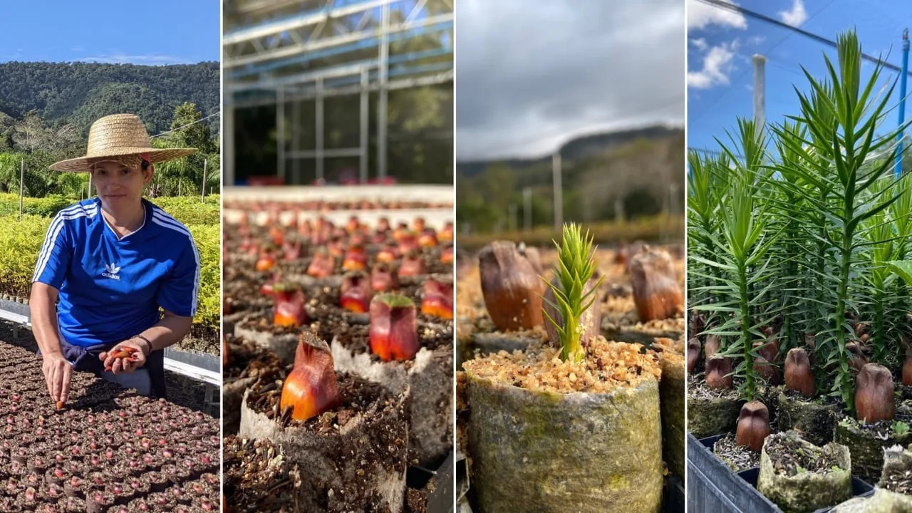 araucaria fases