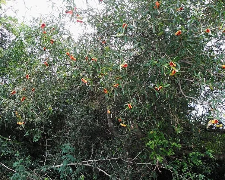 Árvore Forquilheira. Foto: CHUCAO