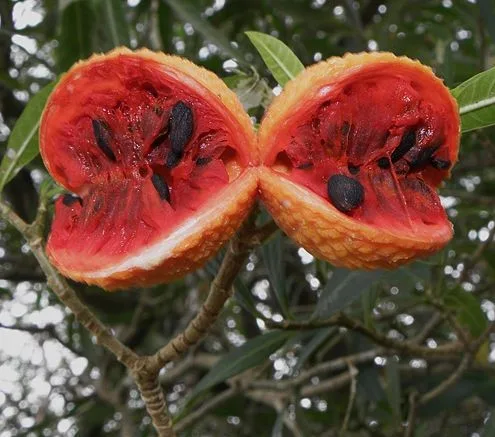 Fruto da Forquilheira. Foto: CHUCAO