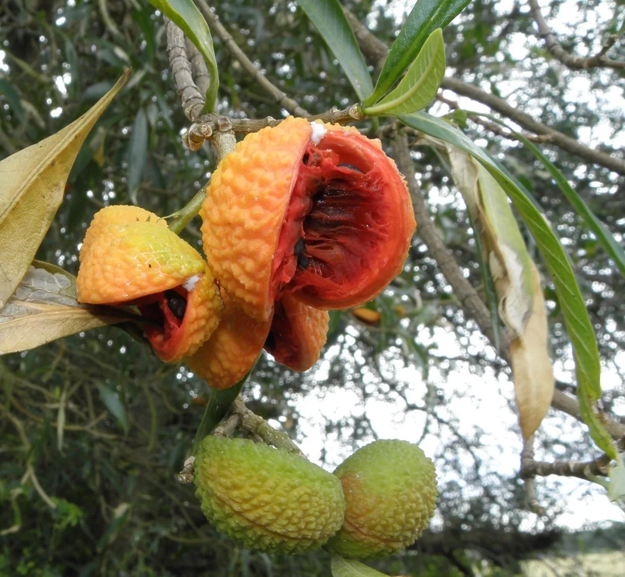 Fruto da Forquilheira. Foto: CHUCAO
