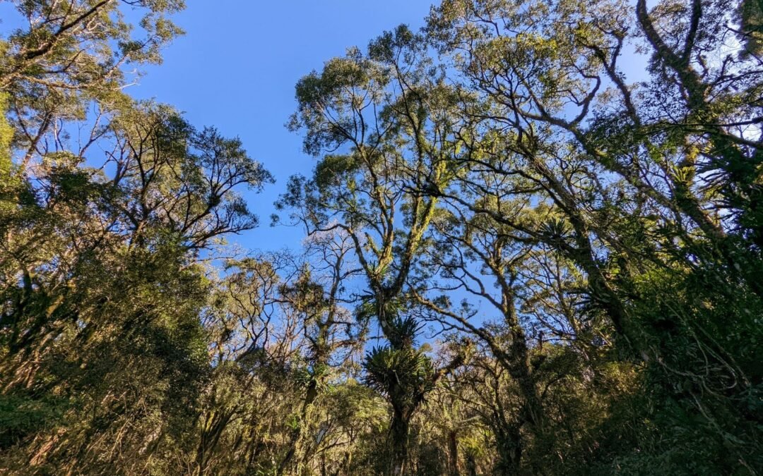 Comitê brasileiro da IUCN elege nova diretoria