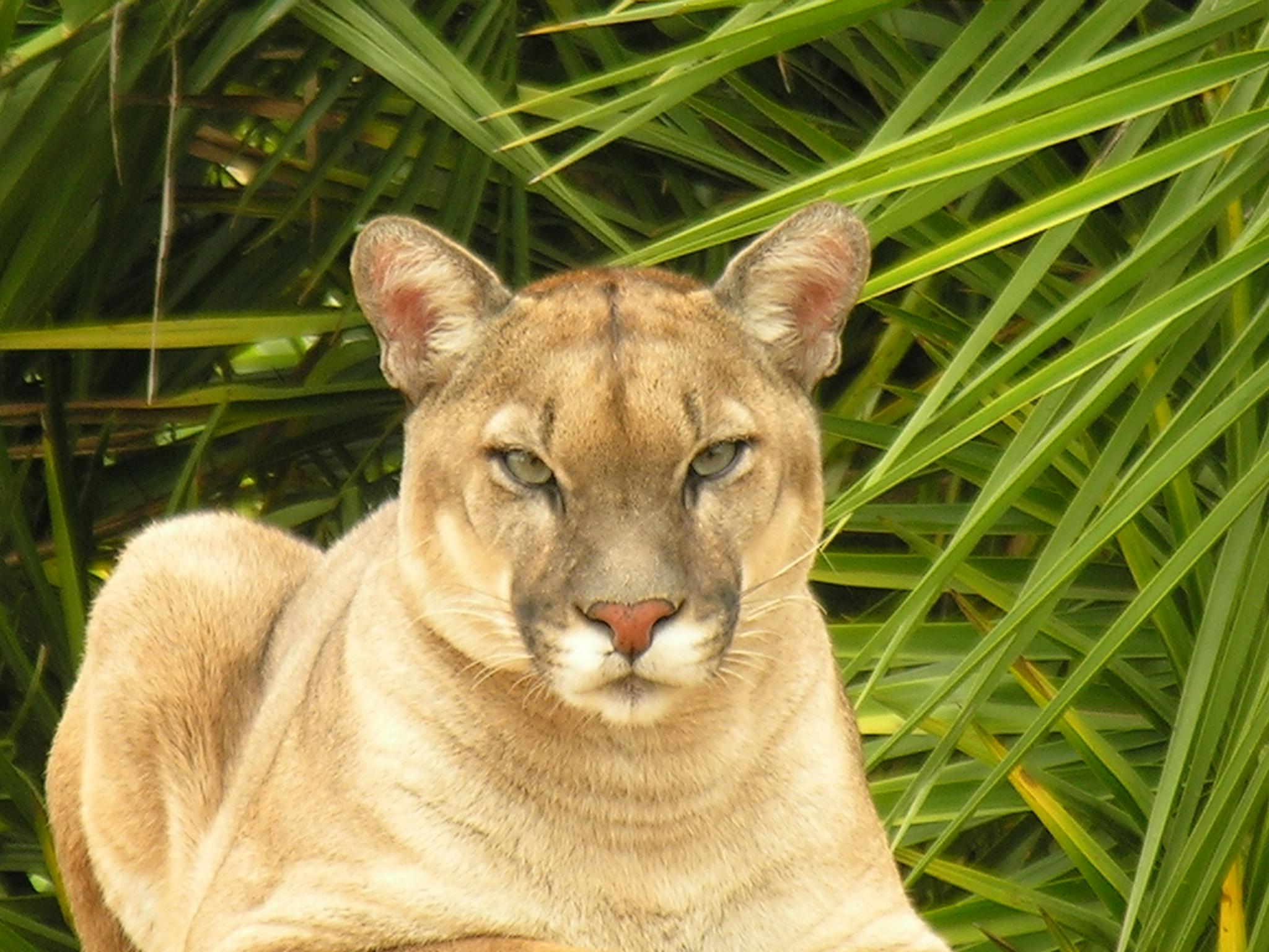 Puma concolor. Foto: Arquivo Apremavi