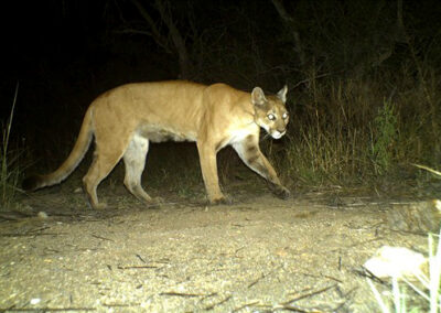 Puma. Foto: Saguaro National Park, CC BY 2.0
