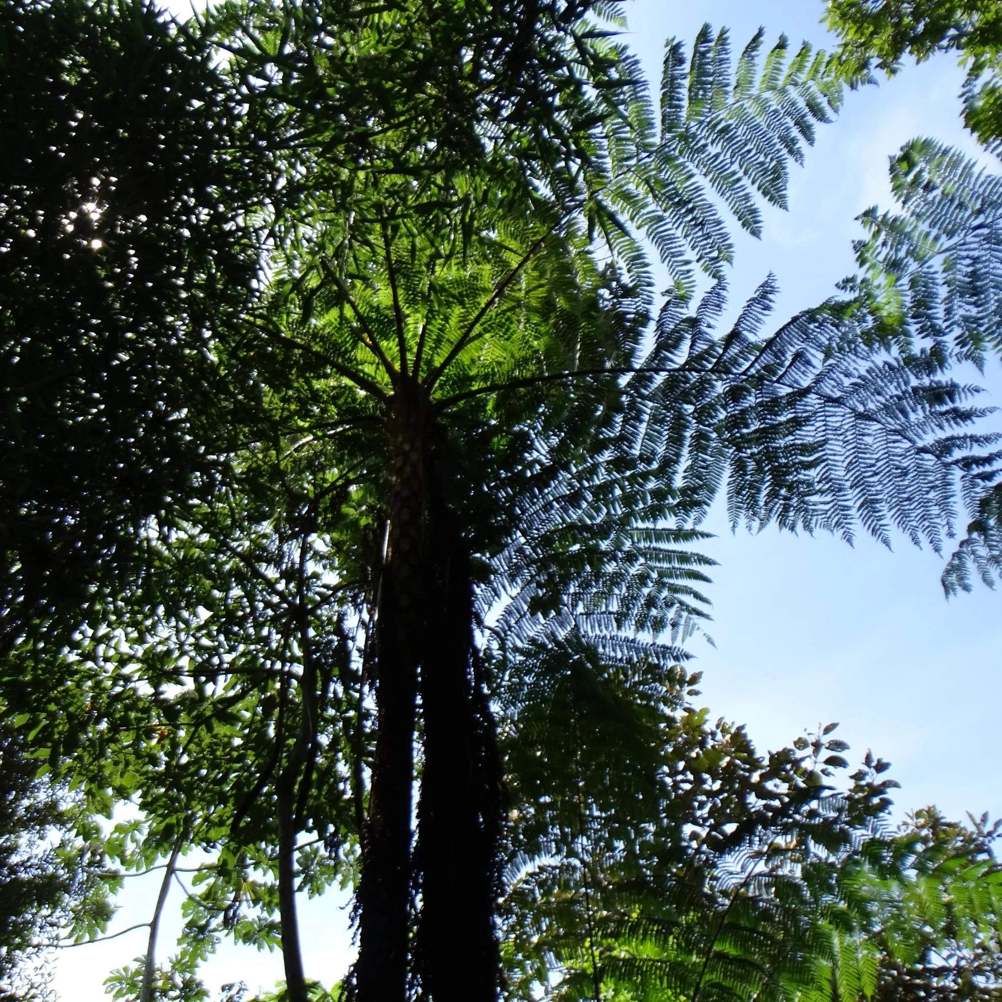 Parque Nacional da Serra do Itajaí. Foto: Cintia Gizele Gruener