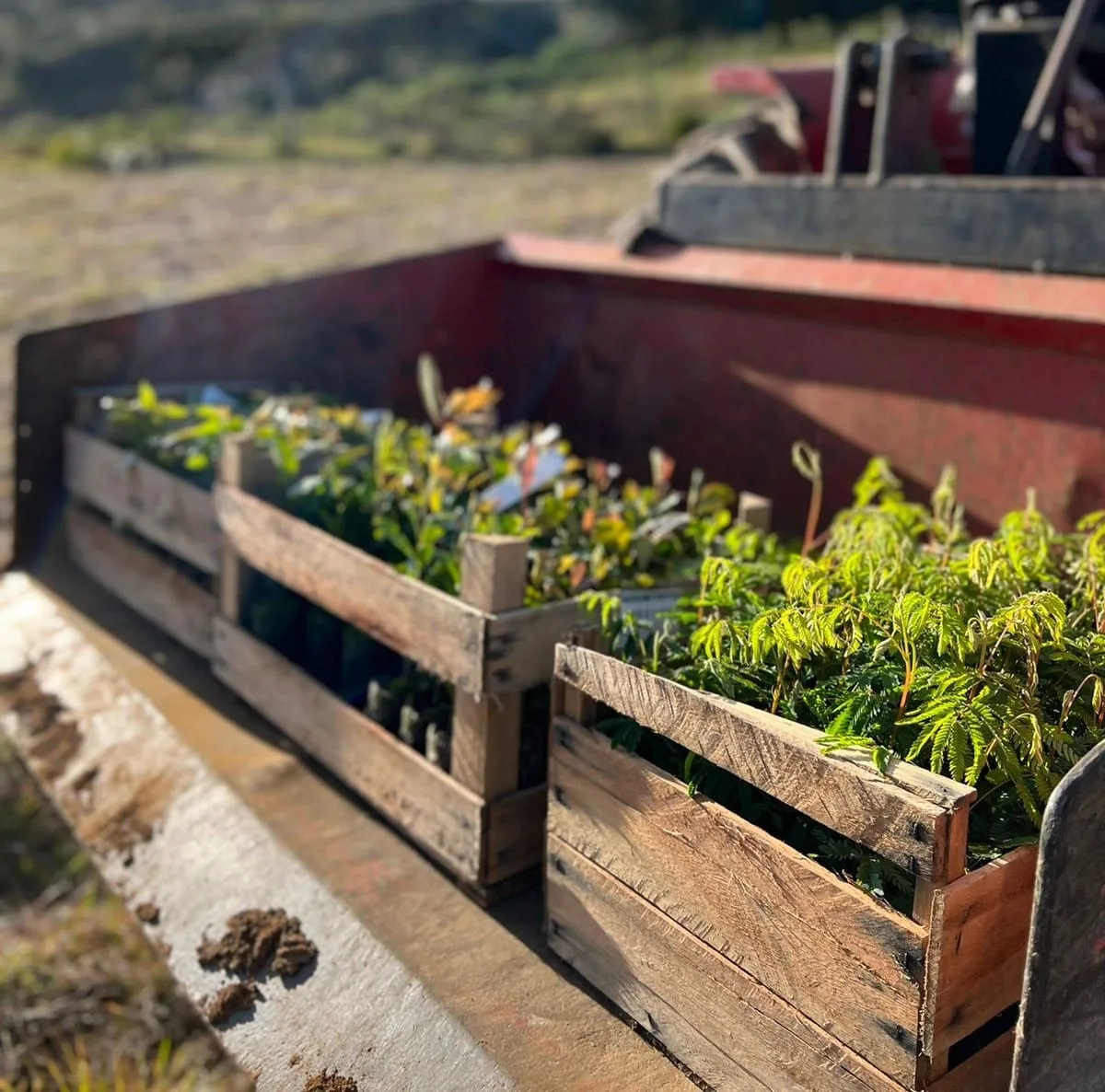 Mudas prontas para o olantio de agrofloresta em SC. Foto: Lucas Caliari e Laís Ferrari