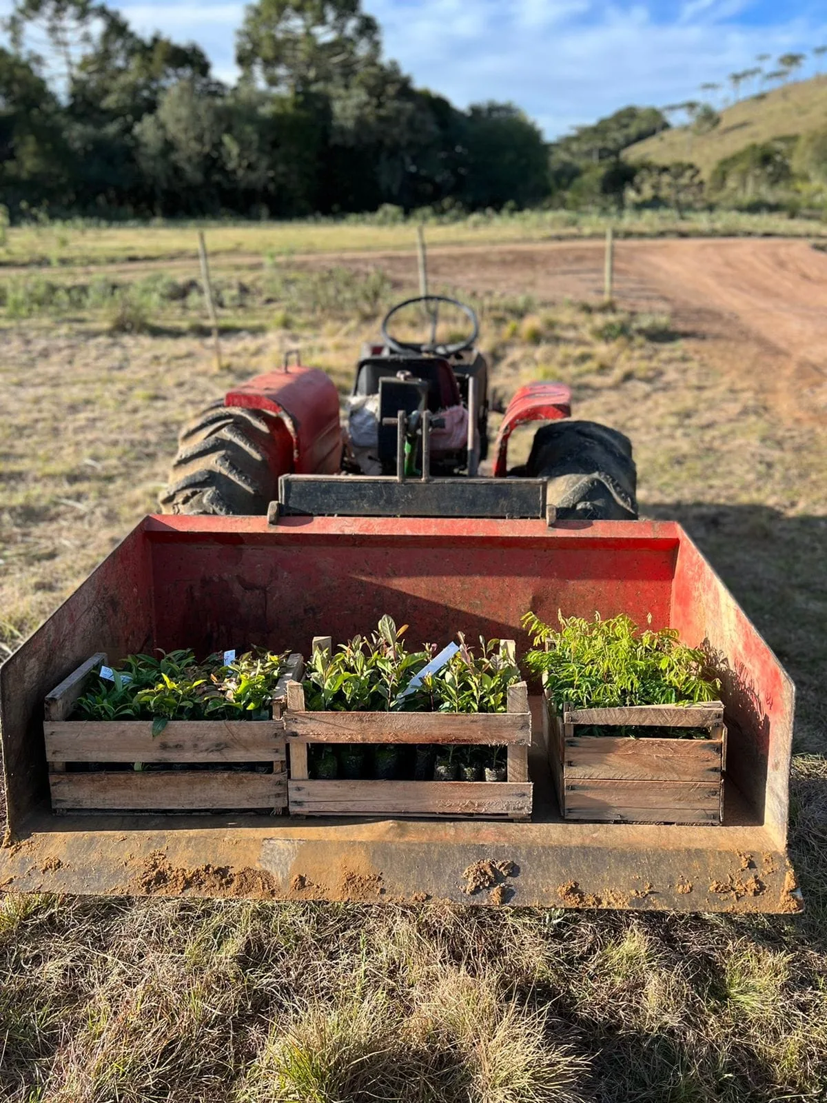Mudas prontas para o plantio de agrofloresta em SC. Foto: Lucas Caliari e Laís Ferrari