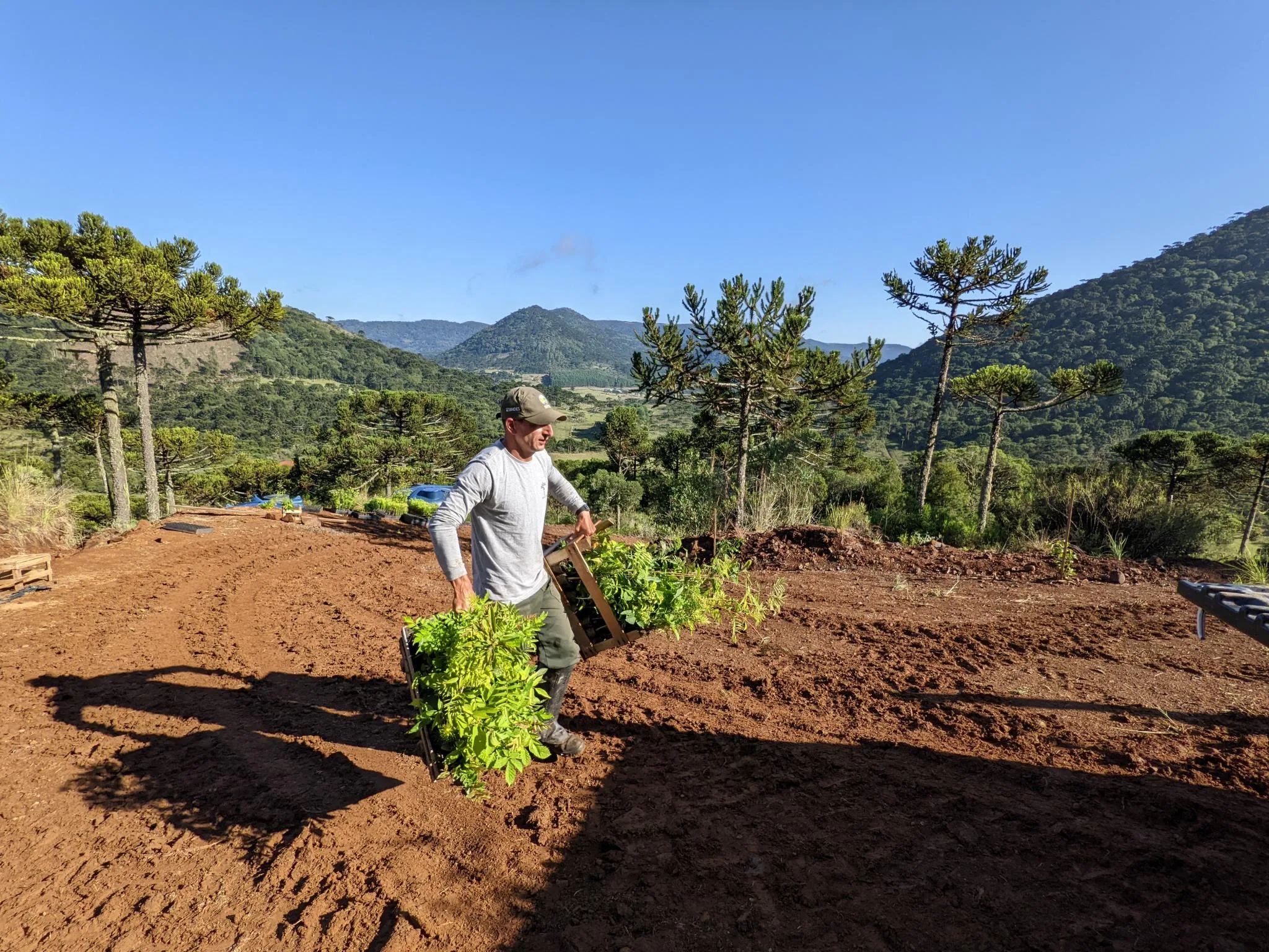 Plantio na área piloto do Conservador das Araucárias. Foto: Arquivo Apremavi