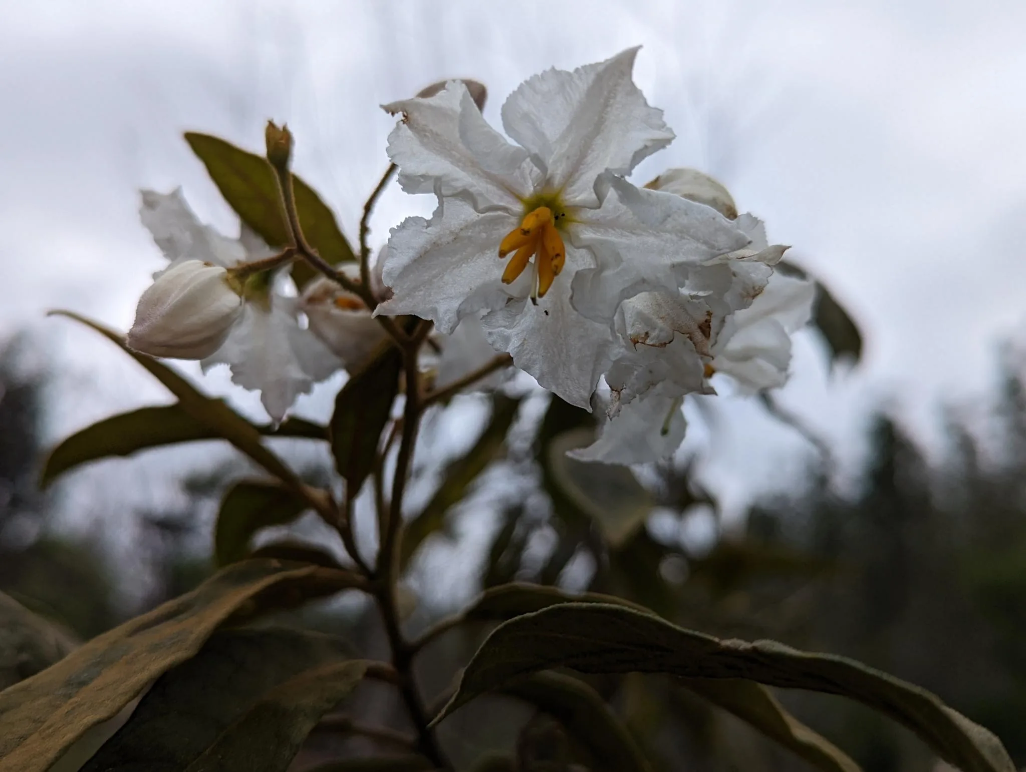 Flor da jurubeba-falsa. Foto: Carolina Schäffer