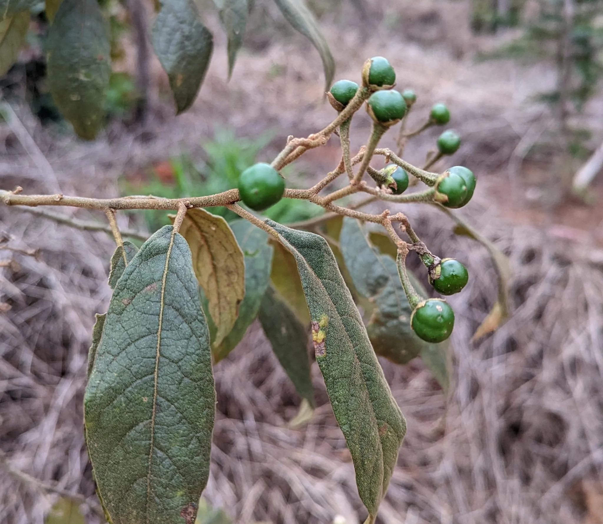 Frutos da jurubeba-falsa. Foto: Carolina Schäffer