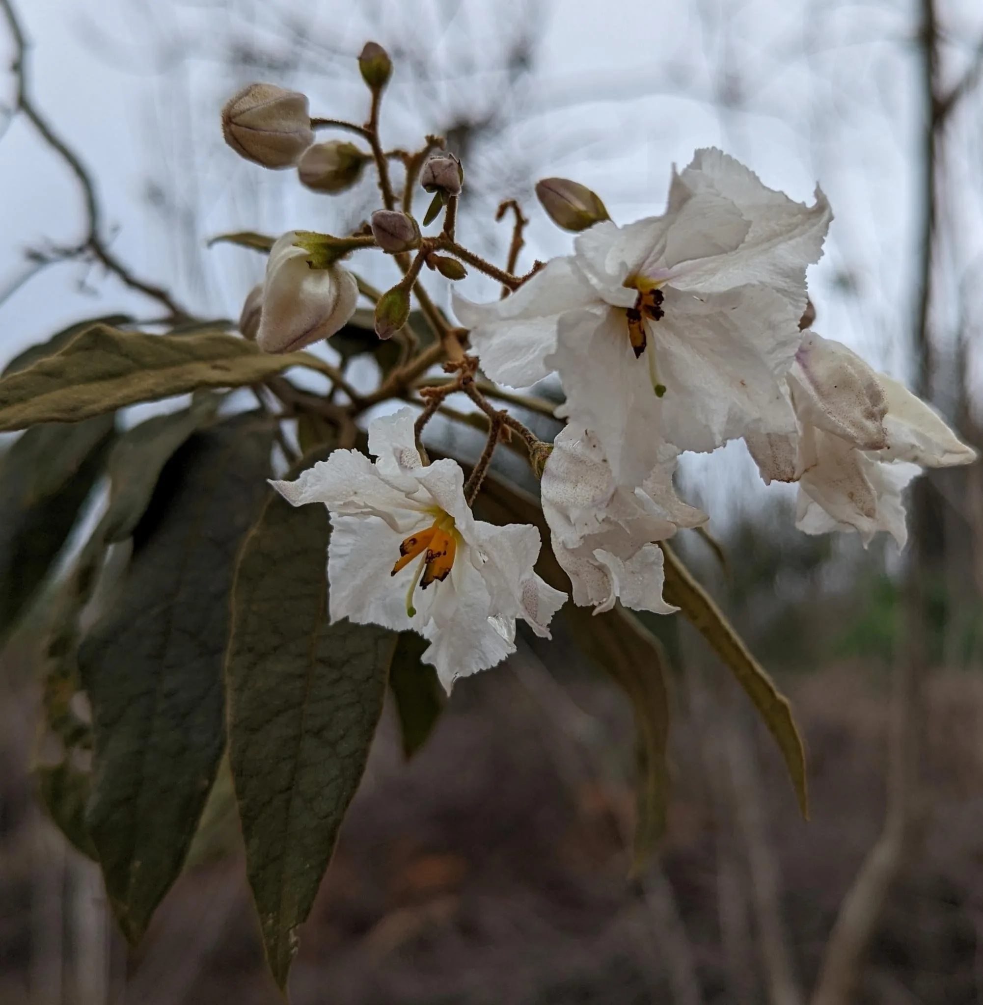 Flor da jurubeba-falsa. Foto: Carolina Schäffer