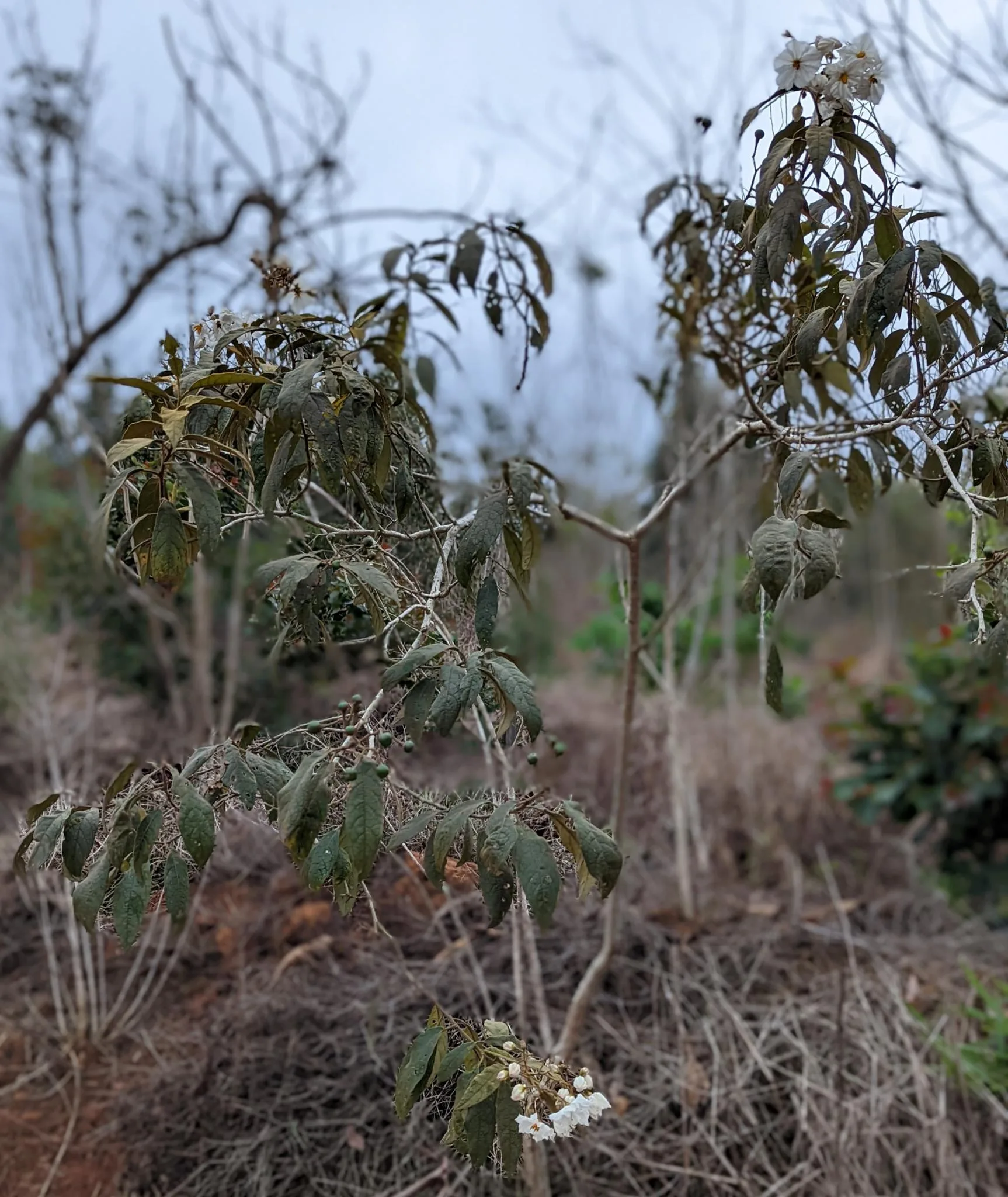 Jurubeba-falsa. Foto: Carolina Schäffer