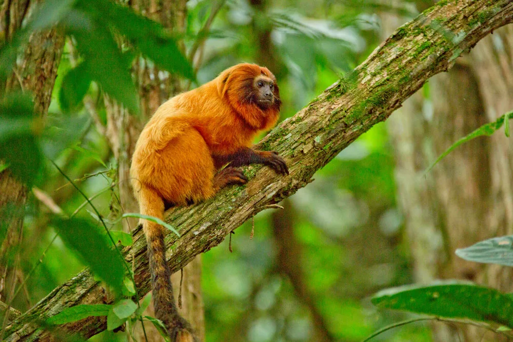 Mico-leão-dourado (Leontopithecus rosalia)