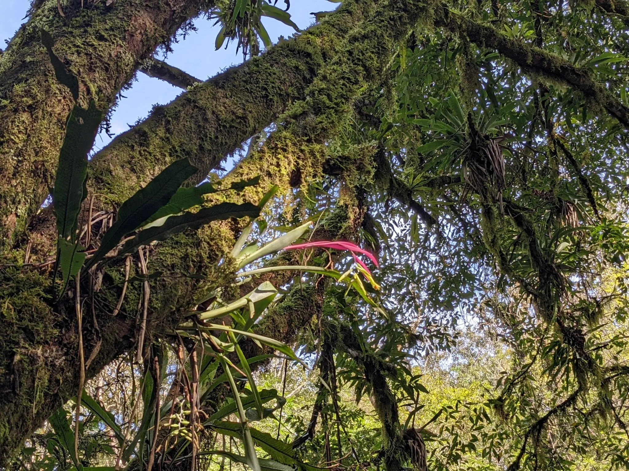 Biodiversidade da RPPN Serra do Pitoco. Foto: Wigold Schaffer