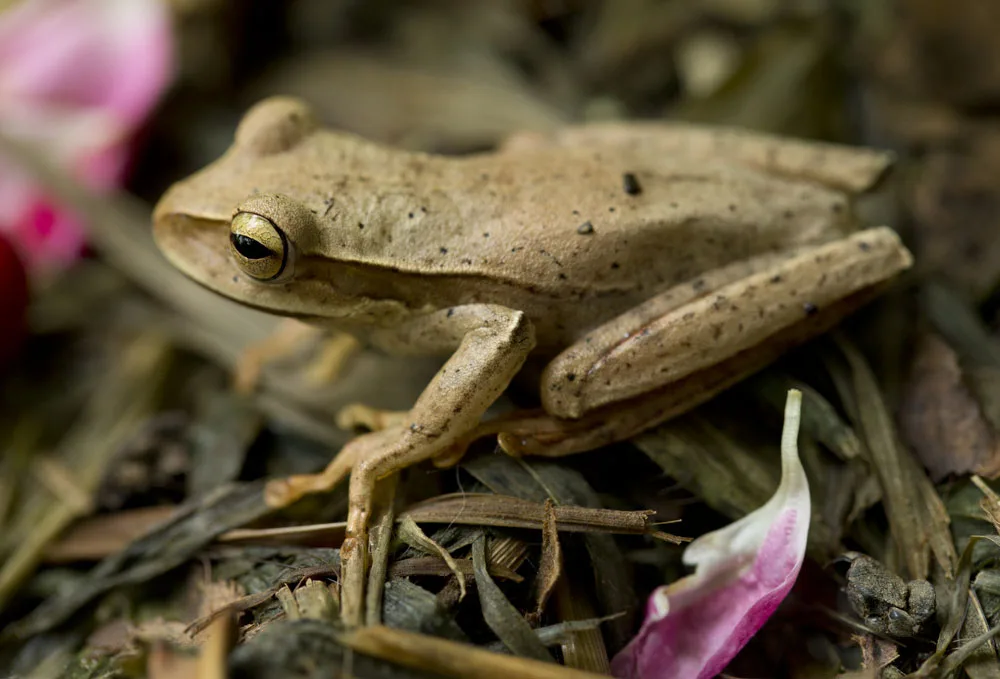 Biodiversidade da RPPN Serra Pitoco. Foto: Wigold Schaffer