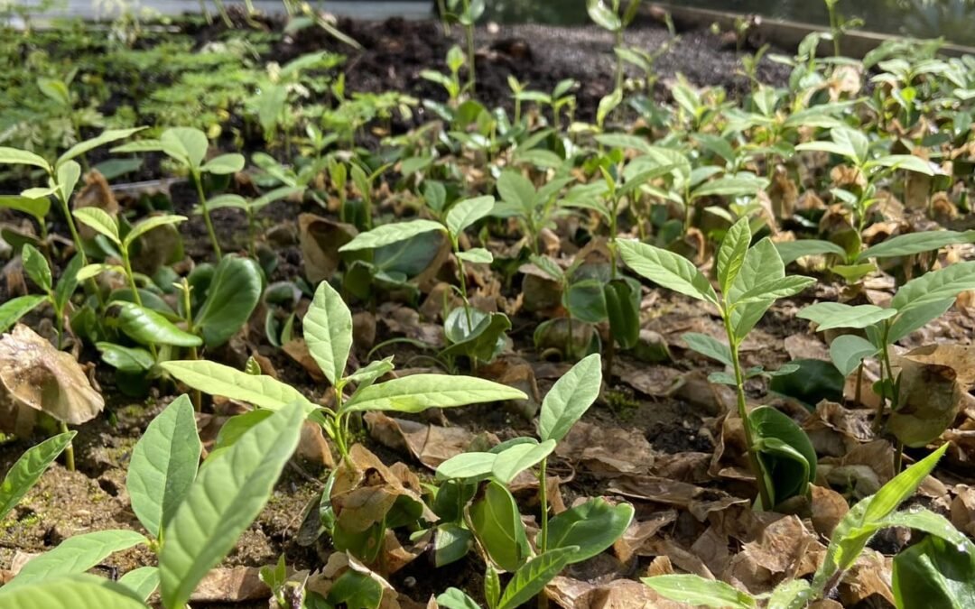 #Oportunidade | Apremavi contrata estagiário