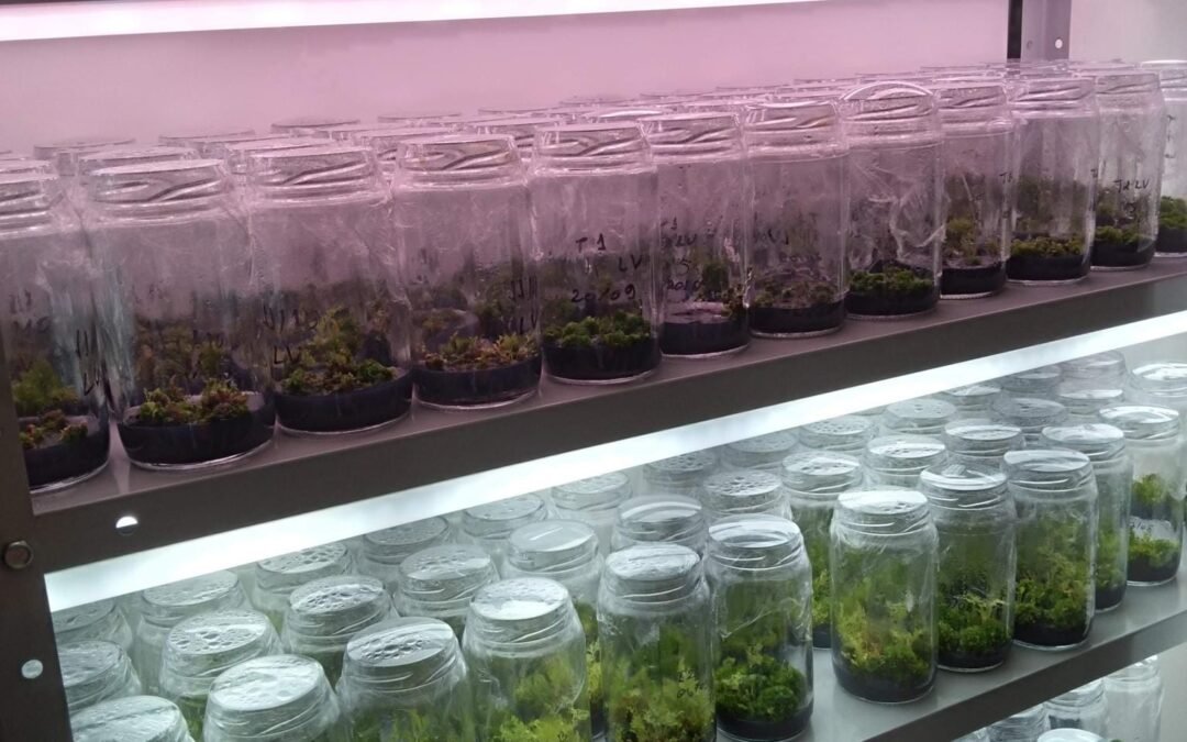 Apremavi desenvolve parceria com o IFC para reprodução de xaxim-bugio