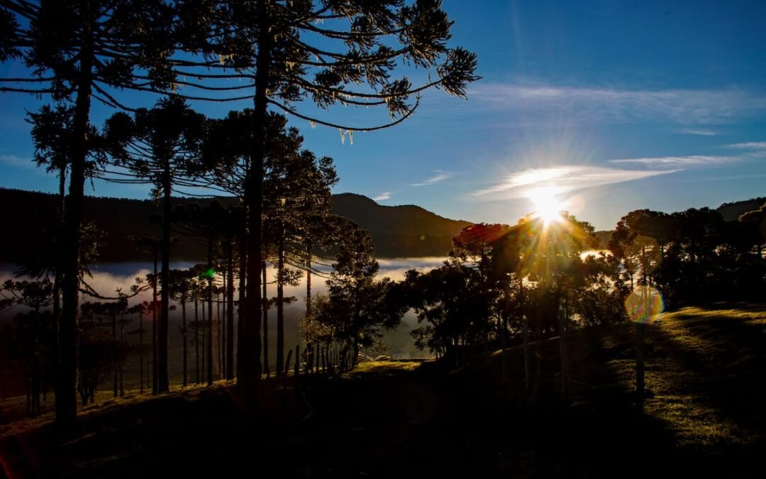 Apremavi contrata prestador de serviço para elaboração de projeto de carbono