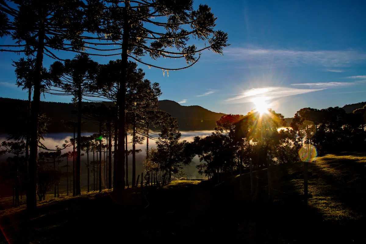 Araucária (Araucaria angustifolia)