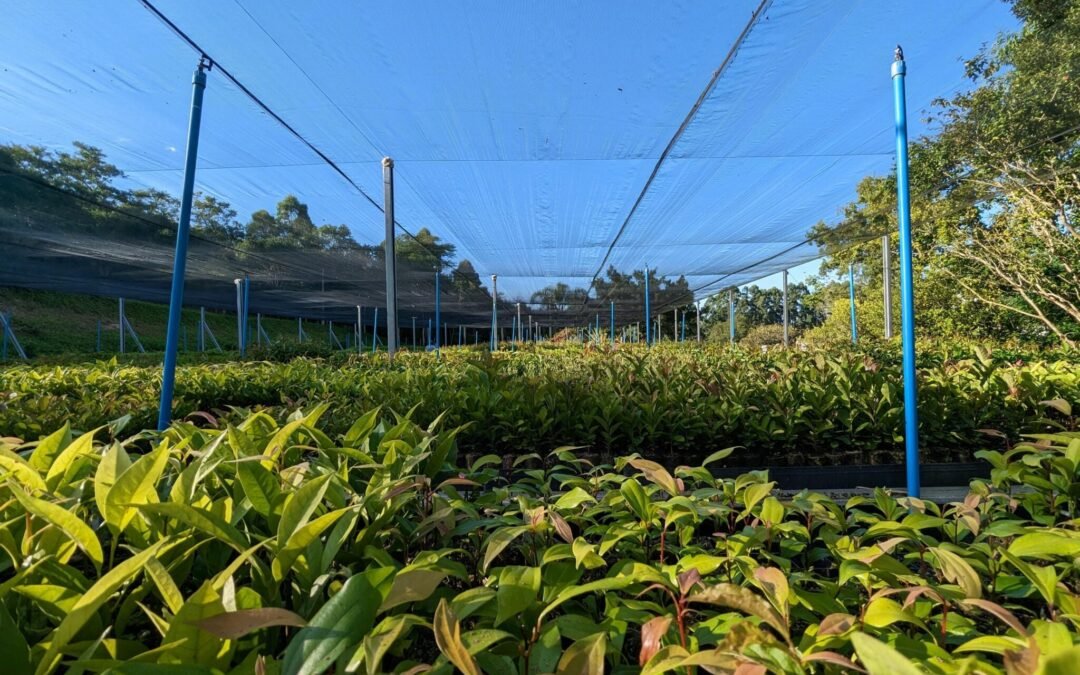 Plante árvores: a melhor forma de amenizar o calor do verão!