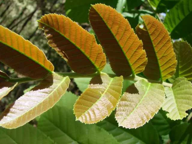 Camboatá-vermelho. Foto: João Medeiros Attribution 2.0 Generic (CC BY 2.0)